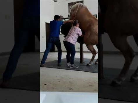 porno caballos|Vídeo porno Zoofilia